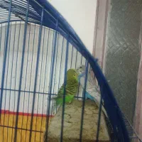 دوجفت مرغ عشق مولد|پرنده|زاهدان, |دیوار