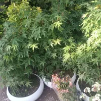 خدمات باغبانی