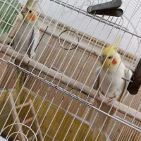 دو جفت عروس مولد|پرنده|شبانکاره, |دیوار