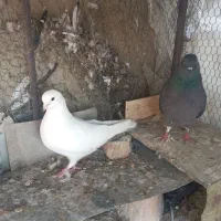 مفلق کله ای سوسکی پرشی ساعتی /نرماده مایه کفتر|پرنده|اصفهان, بوستان ناژوان|دیوار