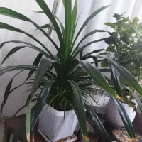 گل فروشی دوتا باگلدون باهم ۵۵۰۰