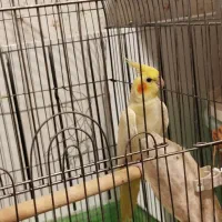 عروس هلندی لوتینو|پرنده|درگزین, |دیوار