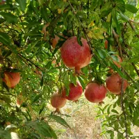 ارنار درجه یک|خوردنی و آشامیدنی|مشهد, امیرآباد|دیوار