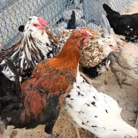 مرغ شاخدار مرغ خروس گلین پنگوئنی اصل زینتی