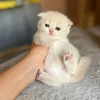 توله گربه بریتیش