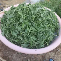 بورک باسوزی زابلی|خوردنی و آشامیدنی|زابل, |دیوار