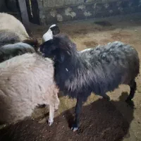 حیوان دوکتی