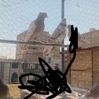 کفتر پرشی .