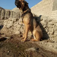 سگ سرابی|سگ|نیمروز, |دیوار