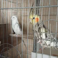 عروس هلندی|پرنده|محلات, |دیوار