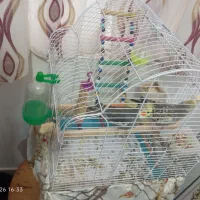 قفس عروس هلندی