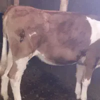 گوساله ماده