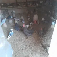 کفتر|حیوانات مزرعه|اصفهان, محمودآباد|دیوار