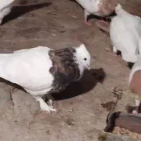 کبوتر طوقی شازده نرماده|پرنده|راهگان, |دیوار