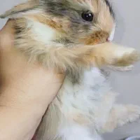 خرگوش نژاد دار