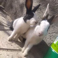 فروش 2عدد خرگوش خانگی