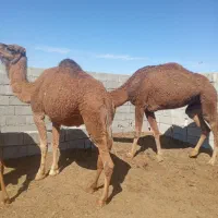 دوشتر‌چاق|حیوانات مزرعه|خوسف, |دیوار