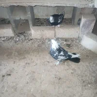 کبوتر|حیوانات|ساوه, |دیوار