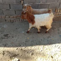 دو بزغاله نر چاق