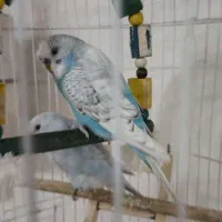 دوتا مرغ عشق نر و ماده با قفس..سالم