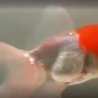 دو عدد گلد فیش ردکپ