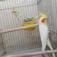 یک جفت عروس هلندی