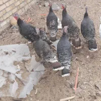 بوقلمون مرغ  جوجه|حیوانات مزرعه|صدرا-فارس, فاز ۲|دیوار