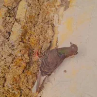 دمسفید درجه یک|پرنده|اهواز, منازل کارون|دیوار