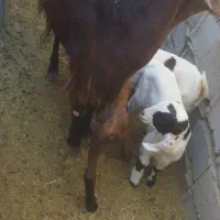 بزمعامله بامیش