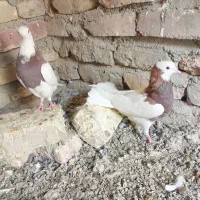 کبوتر|پرنده|زابل, |دیوار