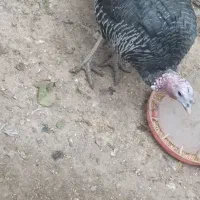 بوقلمون نر وماده|حیوانات مزرعه|معصومیه, |دیوار