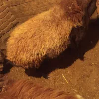 یک عدد گوسفند قربانی|حیوانات مزرعه|صومای برادوست, |دیوار