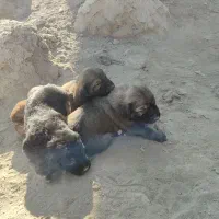 واگذاری سگ سرابی|سگ|هشتگرد, هشتگرد قدیم|دیوار