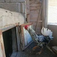 واگذاری دو عدد خروس گلین|حیوانات مزرعه|باسمنج, |دیوار