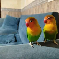 طوطی برزیلی رام و دستی