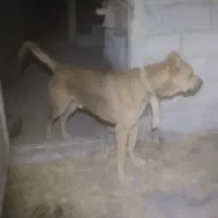 واگذاری سگ نگهبان روانی نر وماده