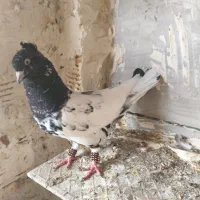 کبوتر