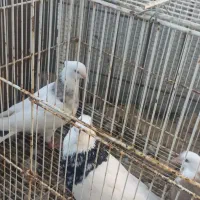 طوقی|پرنده|یاسوج, |دیوار