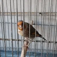 سهره قناری و قناری|پرنده|ری, دیلمان|دیوار