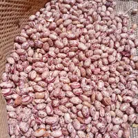 لوبیا چیتی زنجان بذری