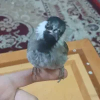 پرنده|پرنده|خرمشهر, |دیوار