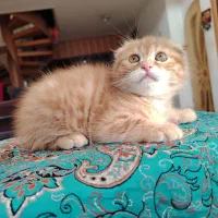 گربه اسکاتیش  و بریتیش|گربه|اصفهان, سعادت‌آباد|دیوار