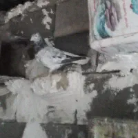 کفتر دم سفید و دم سیاه