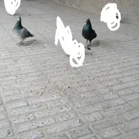 کبوتر نر|پرنده|نهبندان, |دیوار