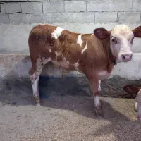 تنها مرکز خرید ایمن