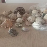 صدف زیبا ورنگی