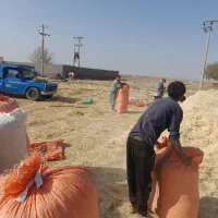 کاه‌فروشی|عمده‌فروشی|ملک‌آباد, |دیوار