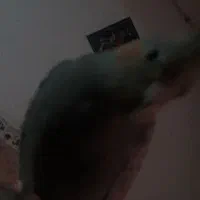 عروس هلندی گمشده|حیوانات|فاضل آباد, |دیوار