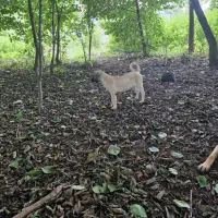 سرابی