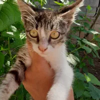 واگذاری بچه گربه|گربه|بابل, |دیوار